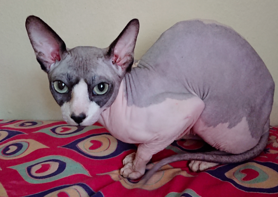 Сфинксов на самом деле много. Не знаю, каким был Дедушка, но на картинке канадский сфинкс. Фото из открытого источника.