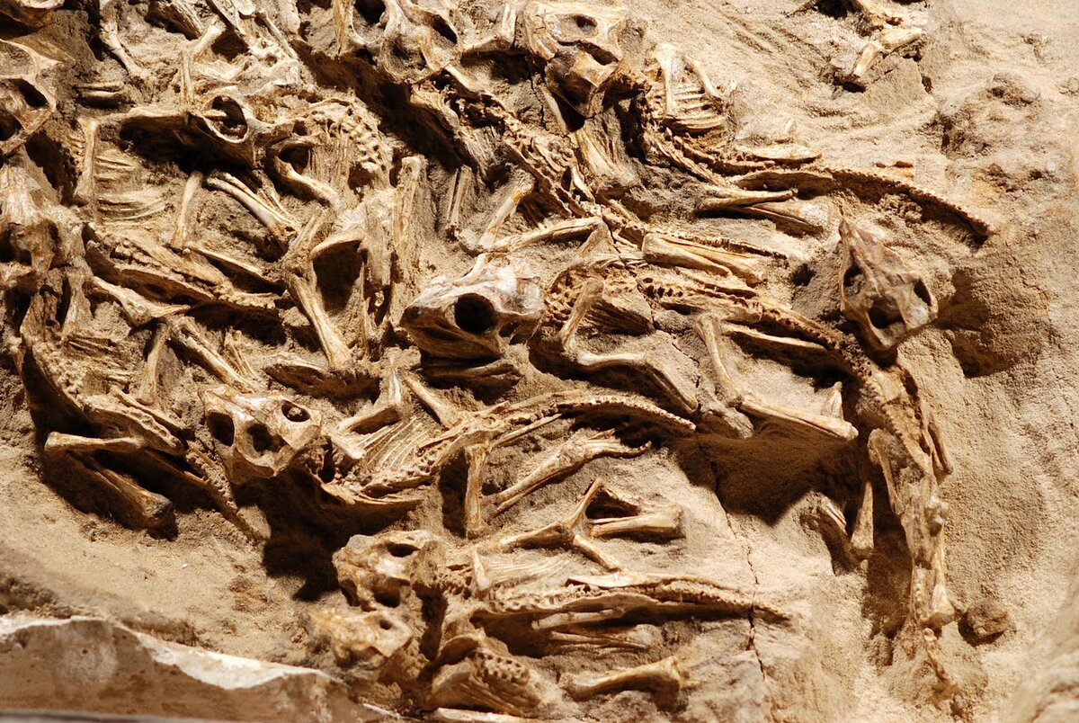 Пустыня Гоби кости динозавров