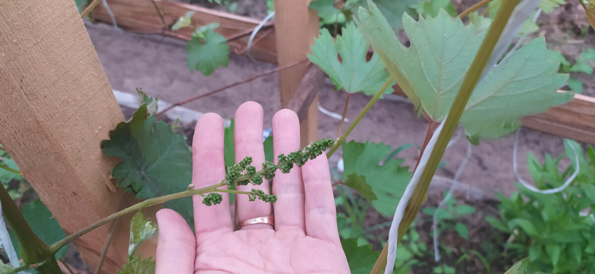 Можно ли вырастить виноград из косточки и получить урожай? Показываю свой опыт.