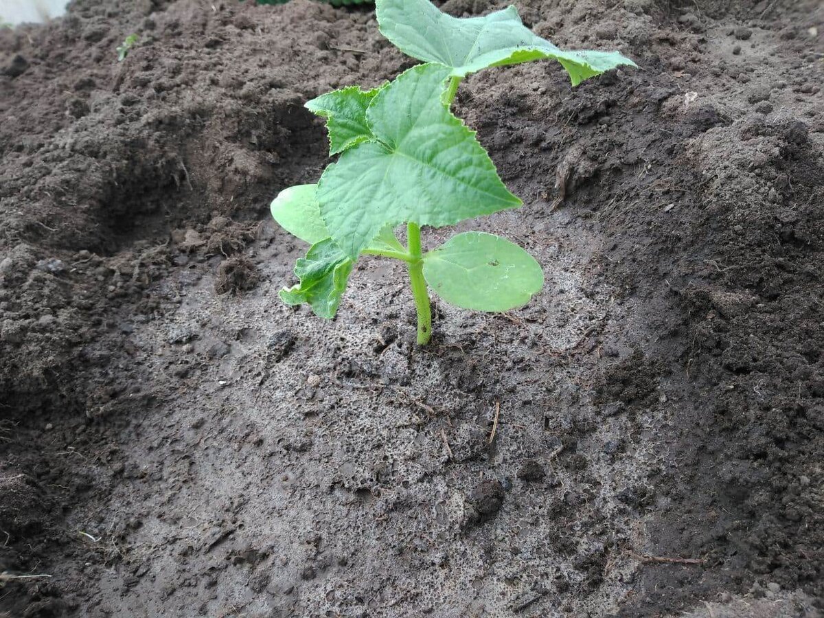 Вот так высаживала рассаду.