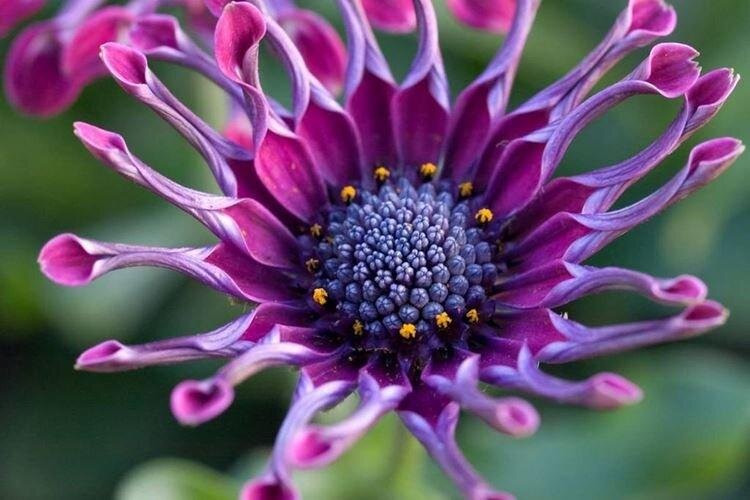 Нетребовательна к поливу, но лучше избегать переувлажнения