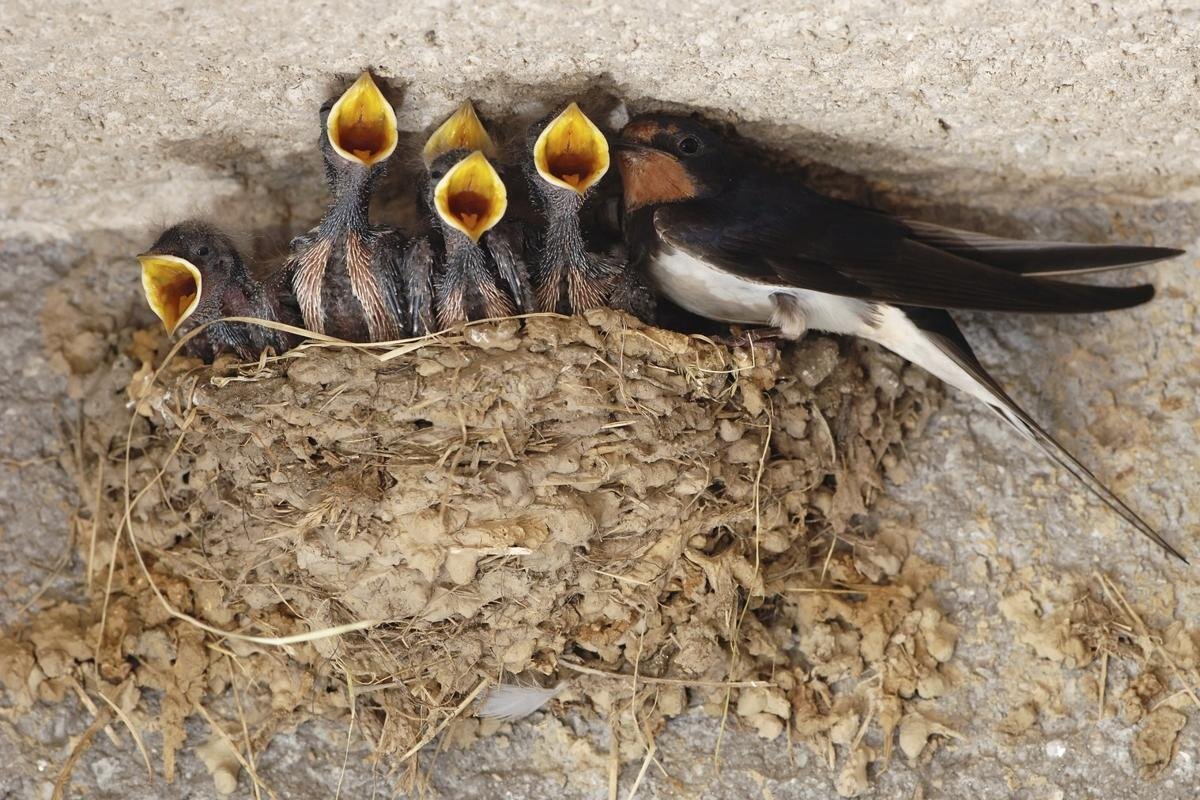 Семейство стрижей. Картинка из свободного доступа в интернете