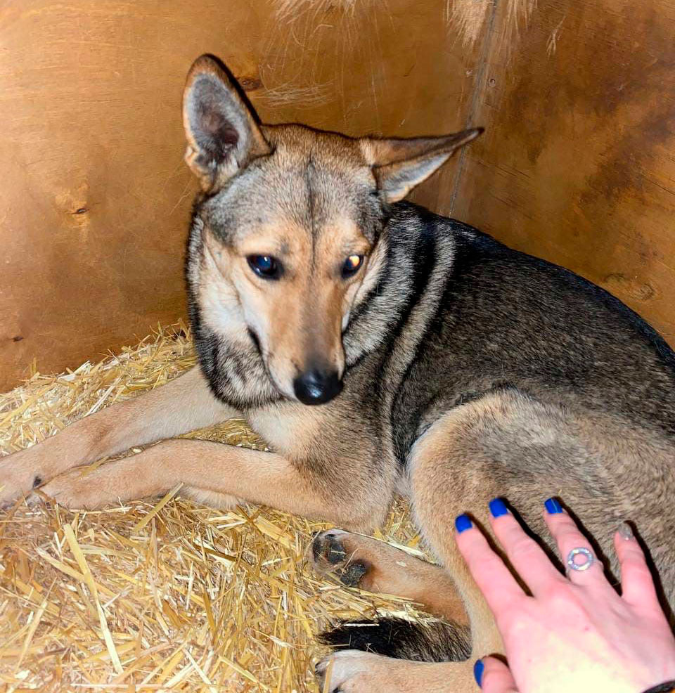 Вот такой Вита была в приюте