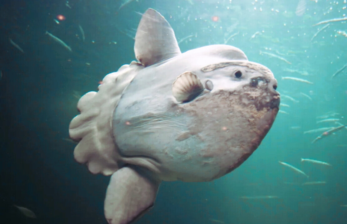 Необычные животные мирового океана. Обыкновенная Луна-рыба Mola Mola. Рыба Луна мола мола. (Mola Mola) рыба солнца. Sunfish рыба.
