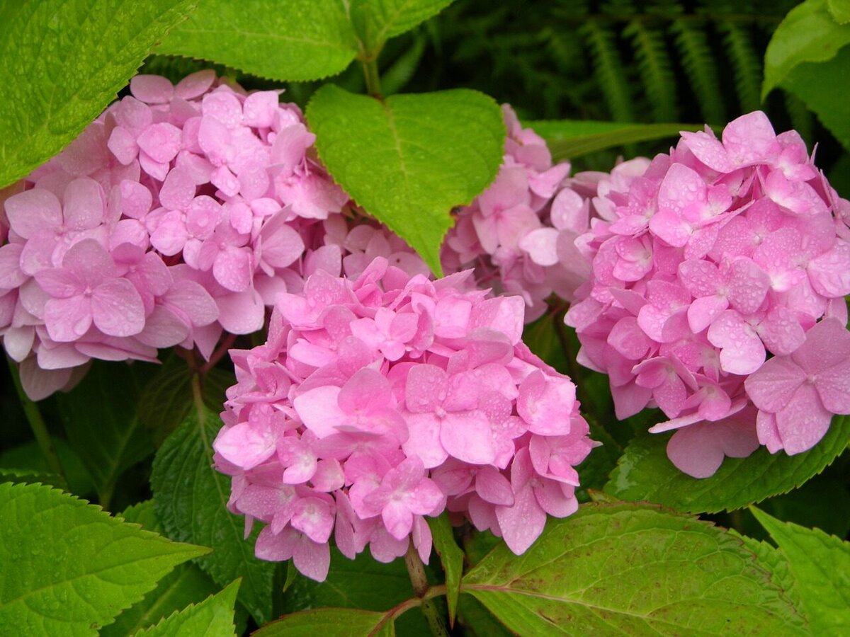 Гортензия hydrangea macrophylla фото