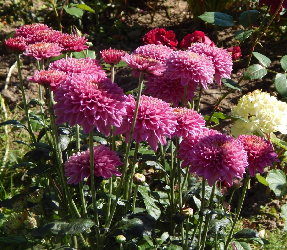 Корейская хризантема Белла Пинк.