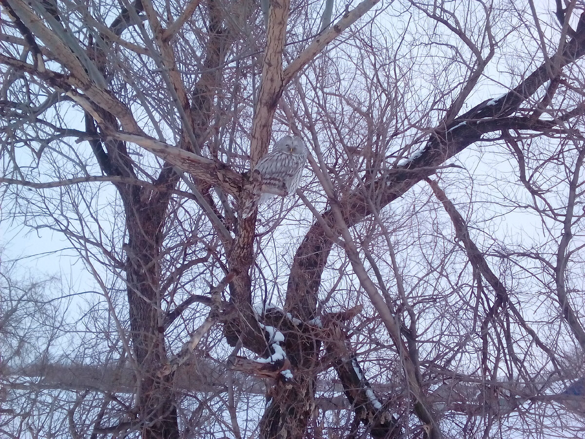 А этого товарища сняла на днях, когда шла на работу. Не знаю только, кто это. Фото автора.