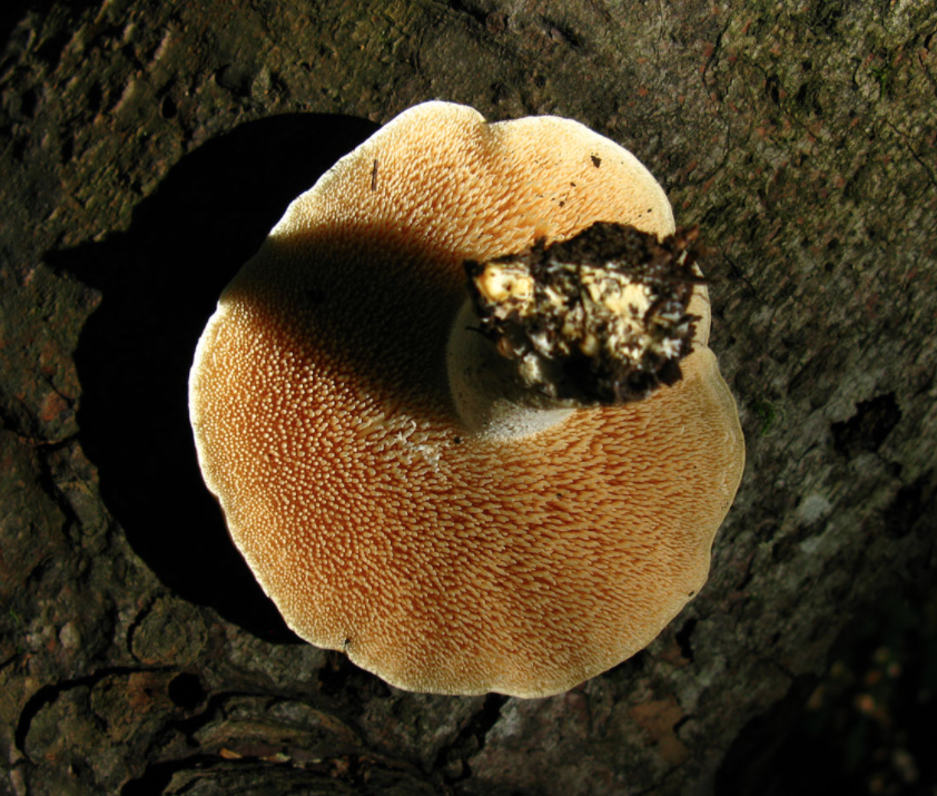     Почти все знают такой гриб как лисичка. Но лисичек есть много видов. В Подмосковье обычно собирают два вида лисичек - обычную (жёлтую) и белую (бледную).-2