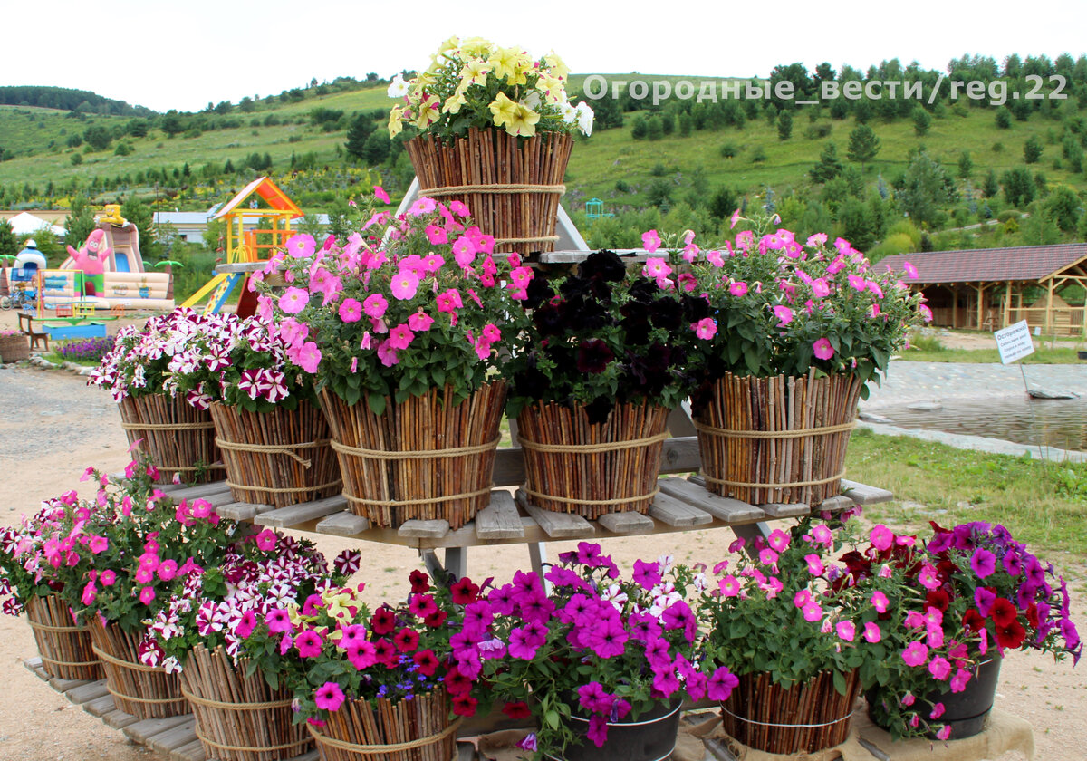 Петунии в красиво декорированных горшках. Фото автора.