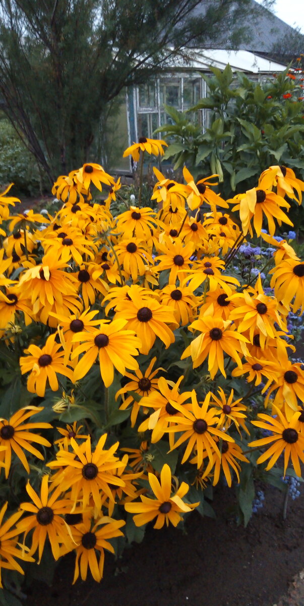 РУДБЕКИЯ  В  МОЁМ  САДУ.