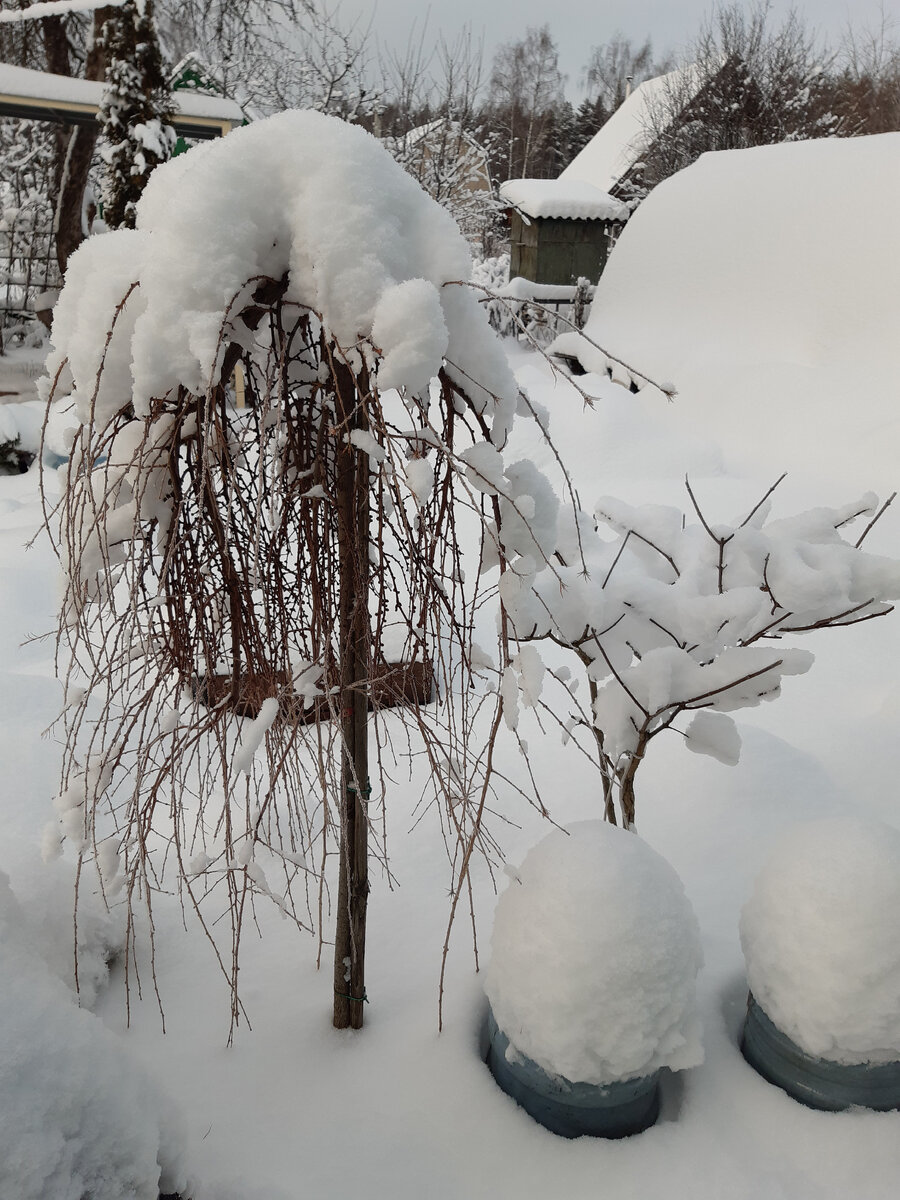 Лиственница 