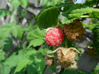 Ягода малина в августе