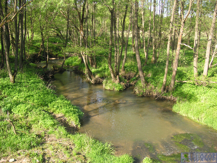 Река Свободь