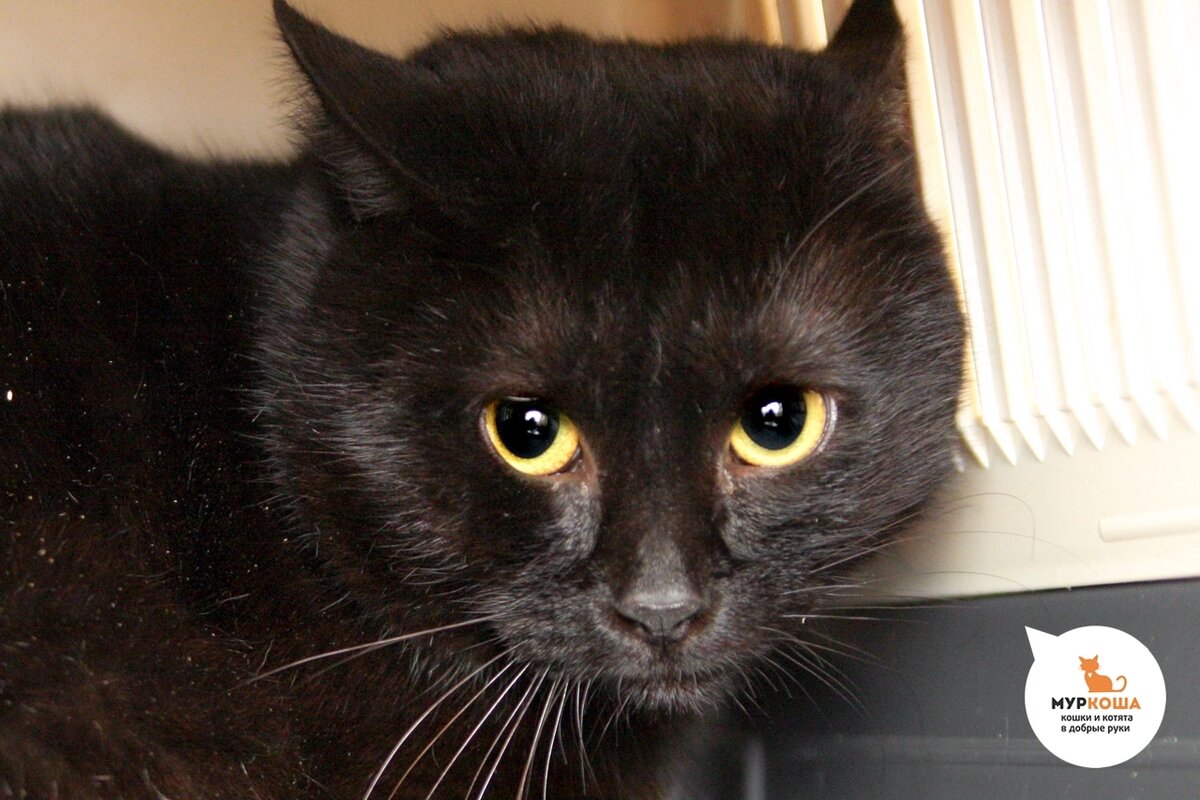 Люциус станет лучшим другом.