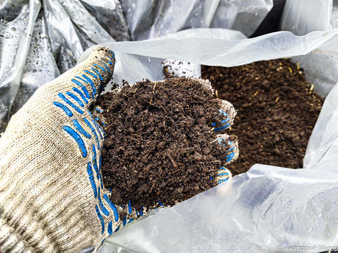 На фото: отличный, уже просеянный перегной.
