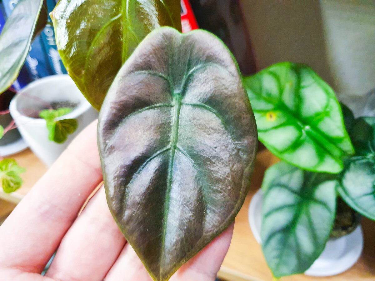 Жалко, если такое растение погибнет