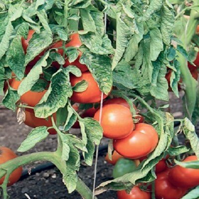 Томат Грот