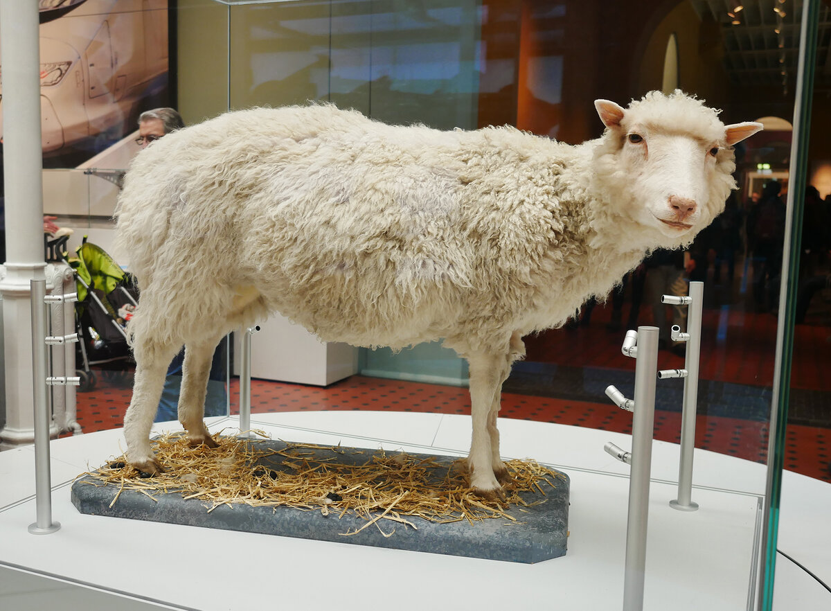 Овечка Долли