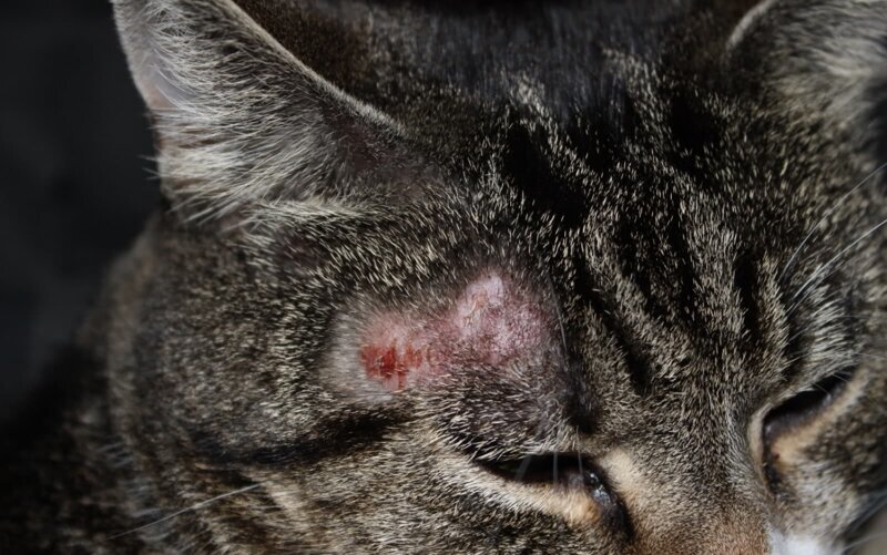 Авитаминоз у кошек и котов: признаки и лечение