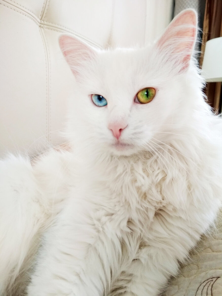 Разноцветноглазая Муся