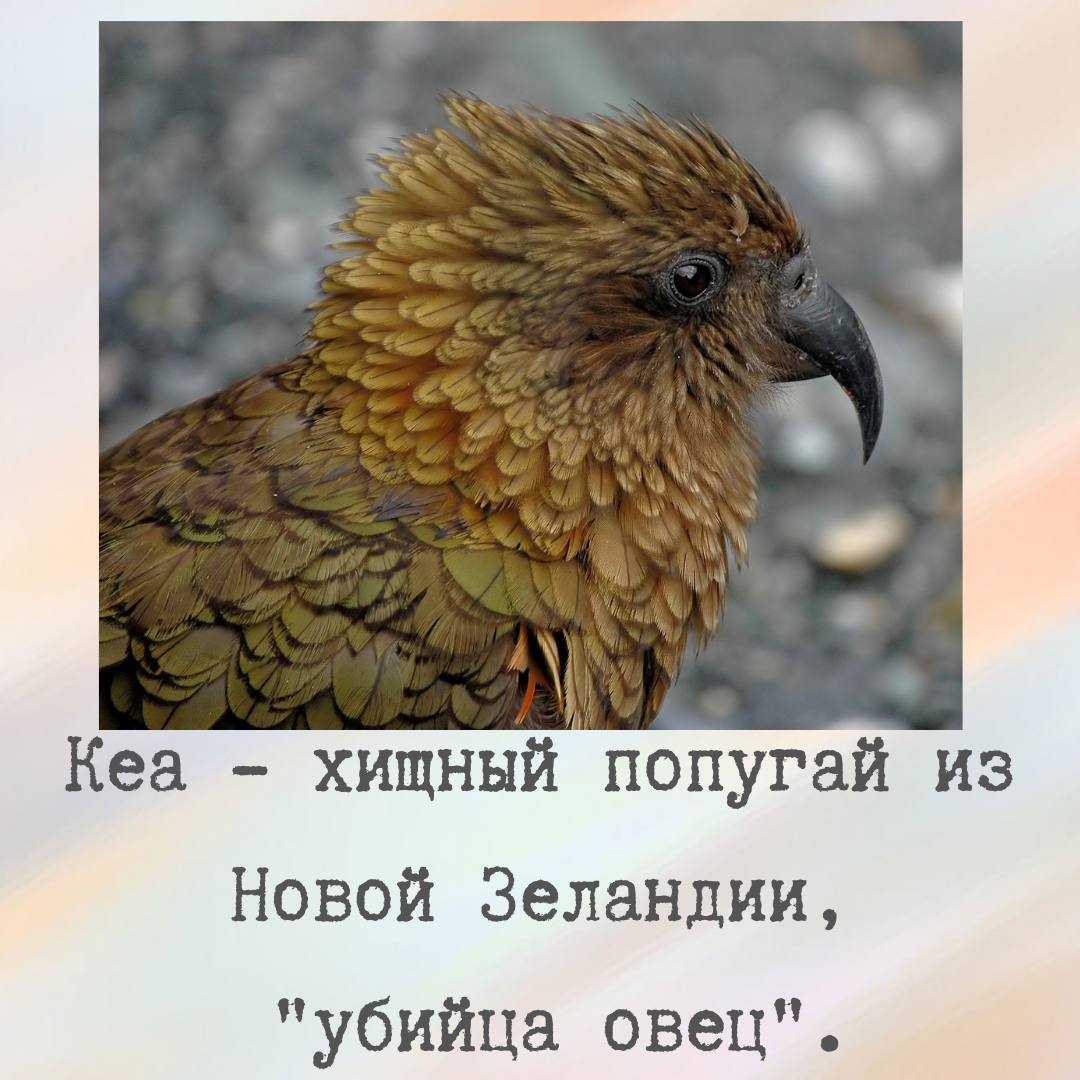 Тест на эрудицию: вы настоящий всезнайка, если правильно ответите хотя бы  на 6 из 7. Ответы в красочных картинках | Люди, удивитесь | Дзен