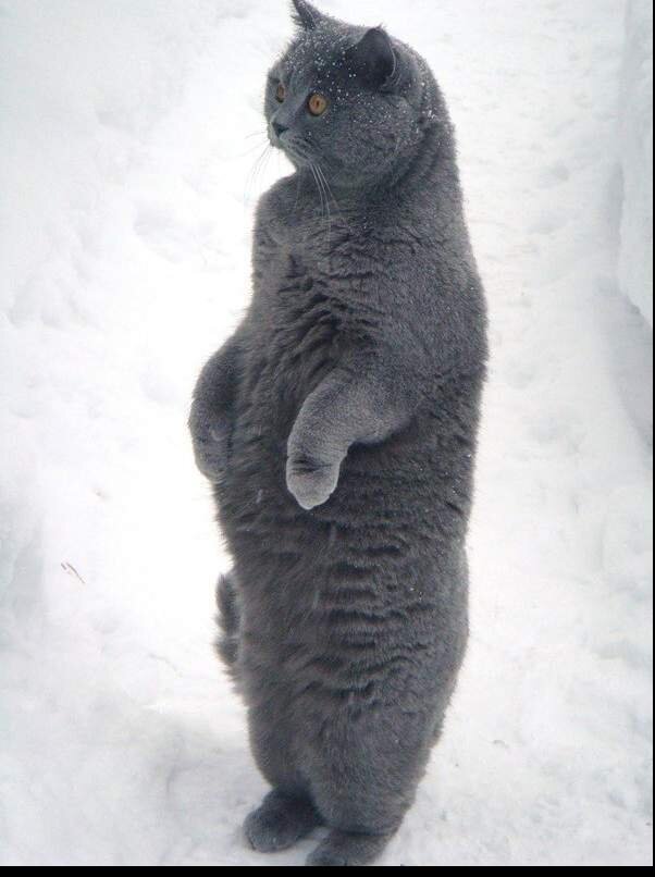 Фото с просторов интернета 