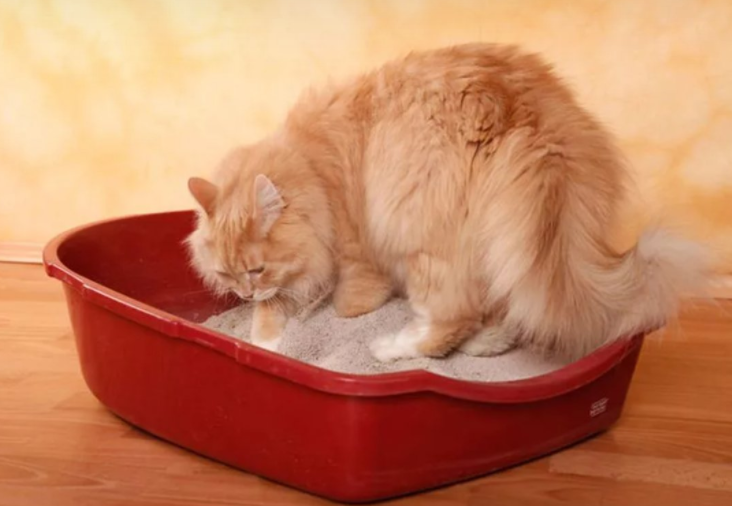 Кот в латке