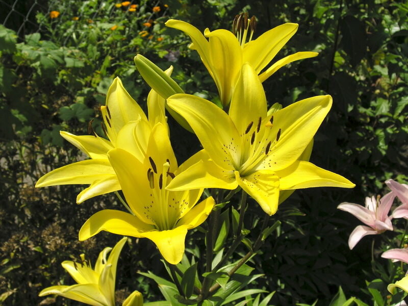 Лилии. Иллюстрация для статьи используется по стандартной лицензии