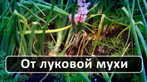 Луковая муха Методы борьбы