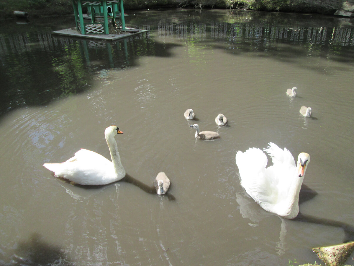 В городке благоустройство разворачивается, надеюсь, дойдет очередь и до этого пруда...