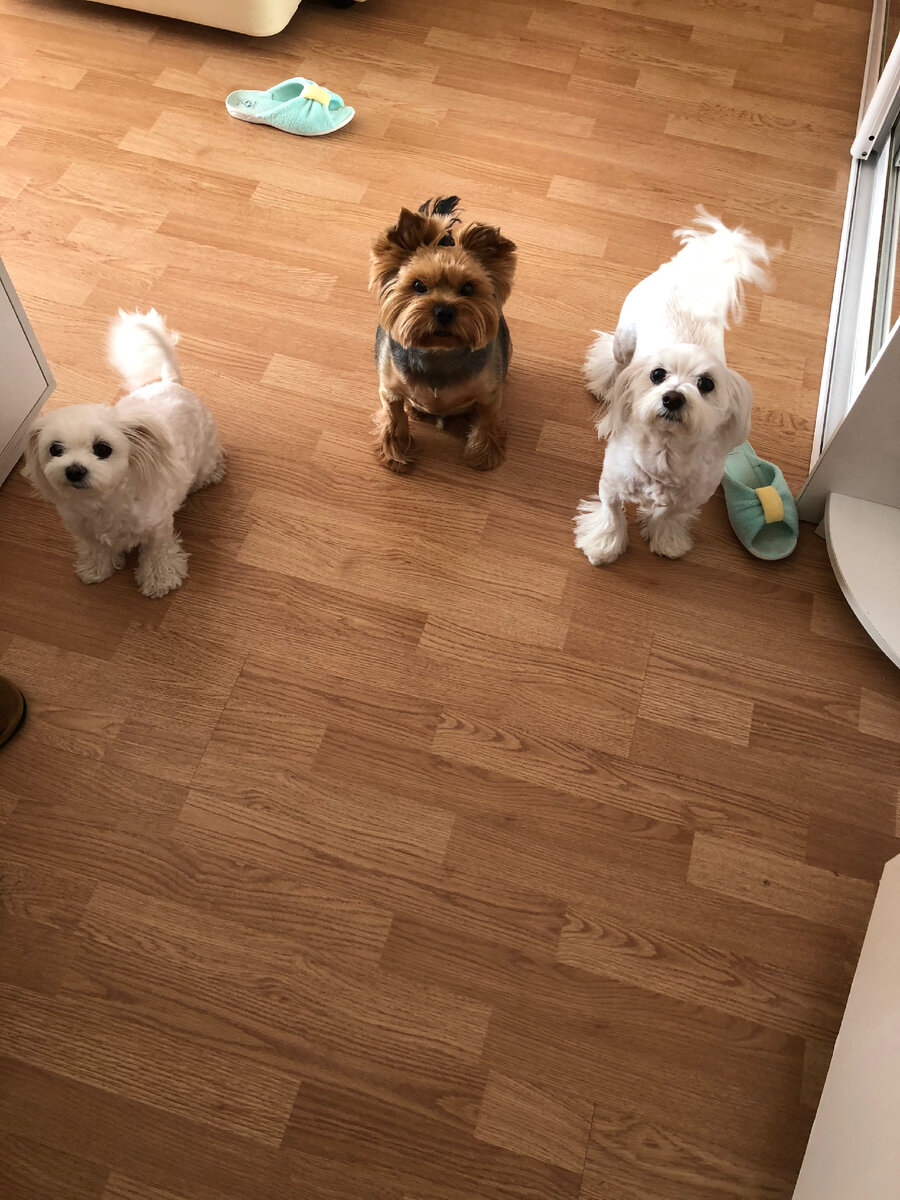 #мальтезе #йорк #любимыесобаки #семействособакенов #дружба 