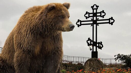 Медведь приходит на могилу своего друга, и по своему прощается с ним