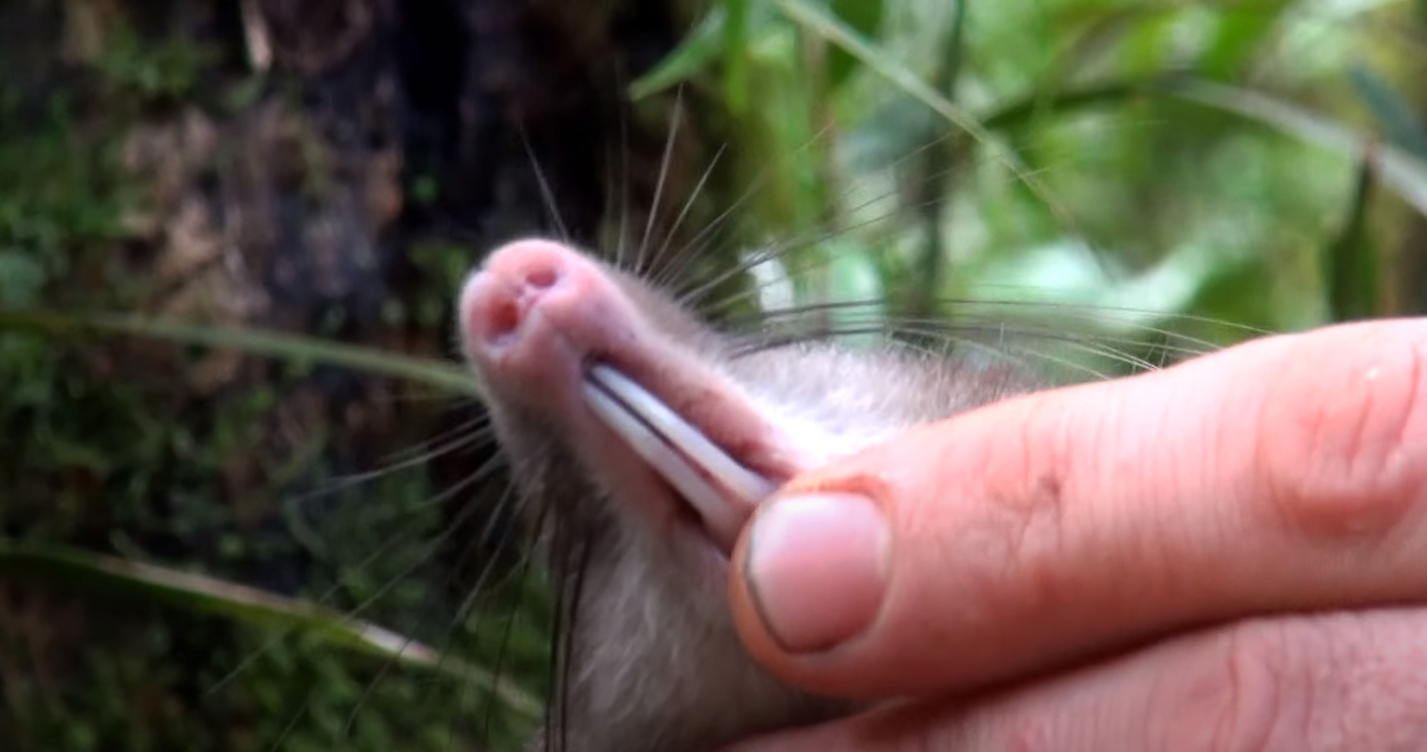 Свиноносая крыса: Этого грызуна открыли лишь в 2015 году, и он разительно отличается от остальных крыс3