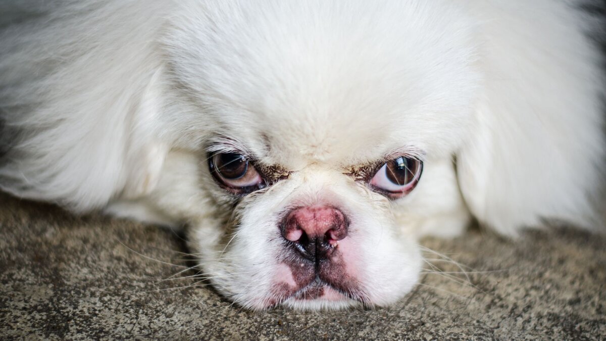 Молчать не буду! Топ-10 вещей, которые собаки не переносят у людей