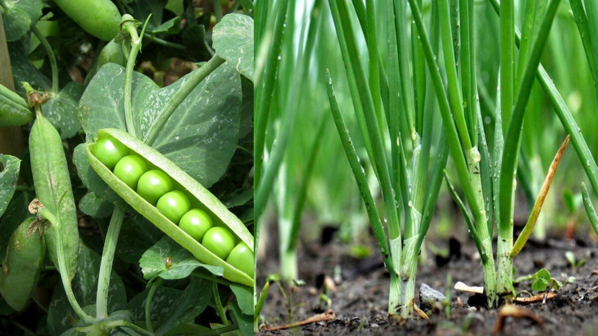 Зеленый горошек и лук