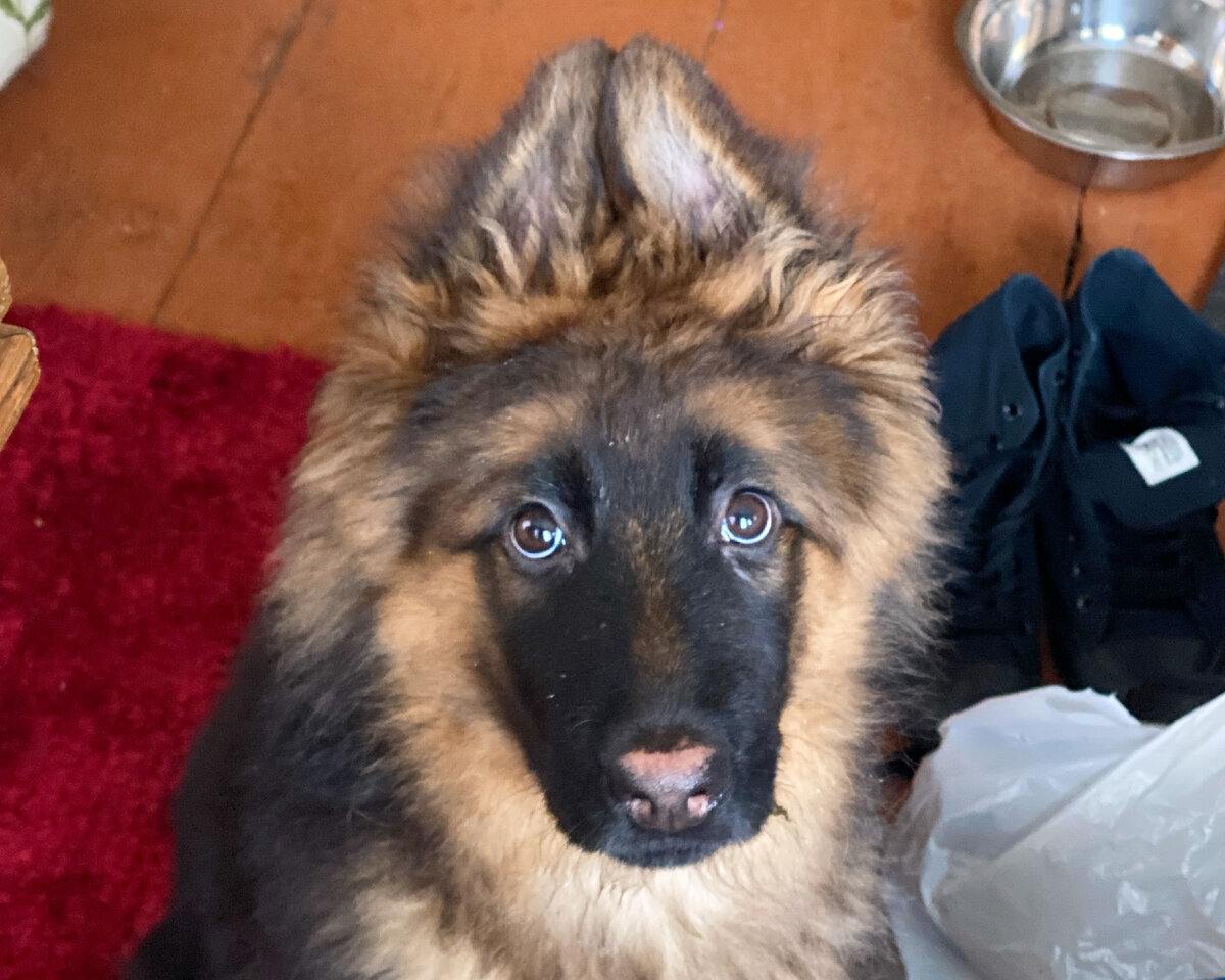 Подраздел 1.3: Как правильно воспитывать щенков и предотвращать грызение