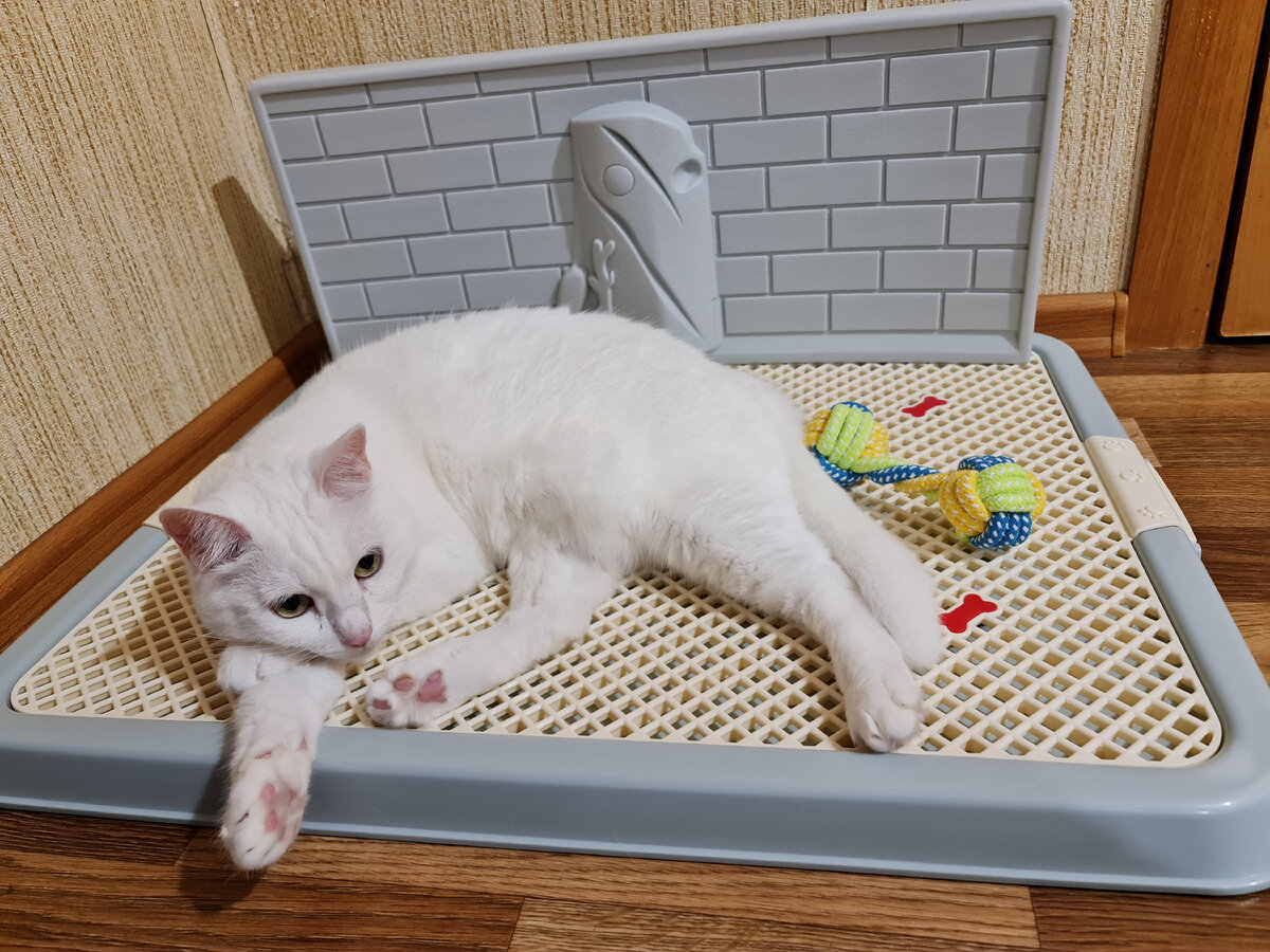 До приезда Эклера домой наша кошка использовала лоток как лежанку. 
