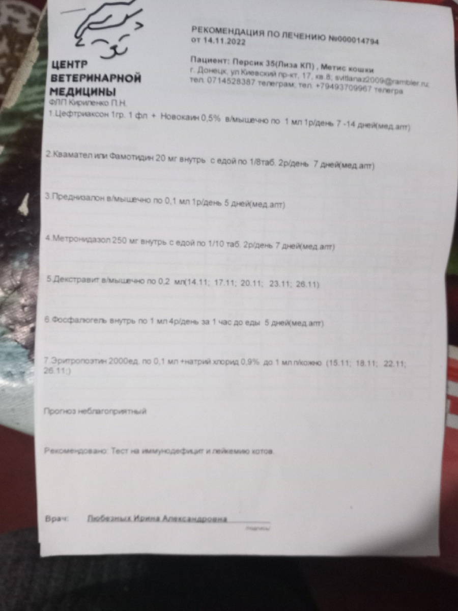 Люди уехали, а котик остался: волонтер очень вовремя забрала парнишку |  Блог #Мими_кися | Дзен