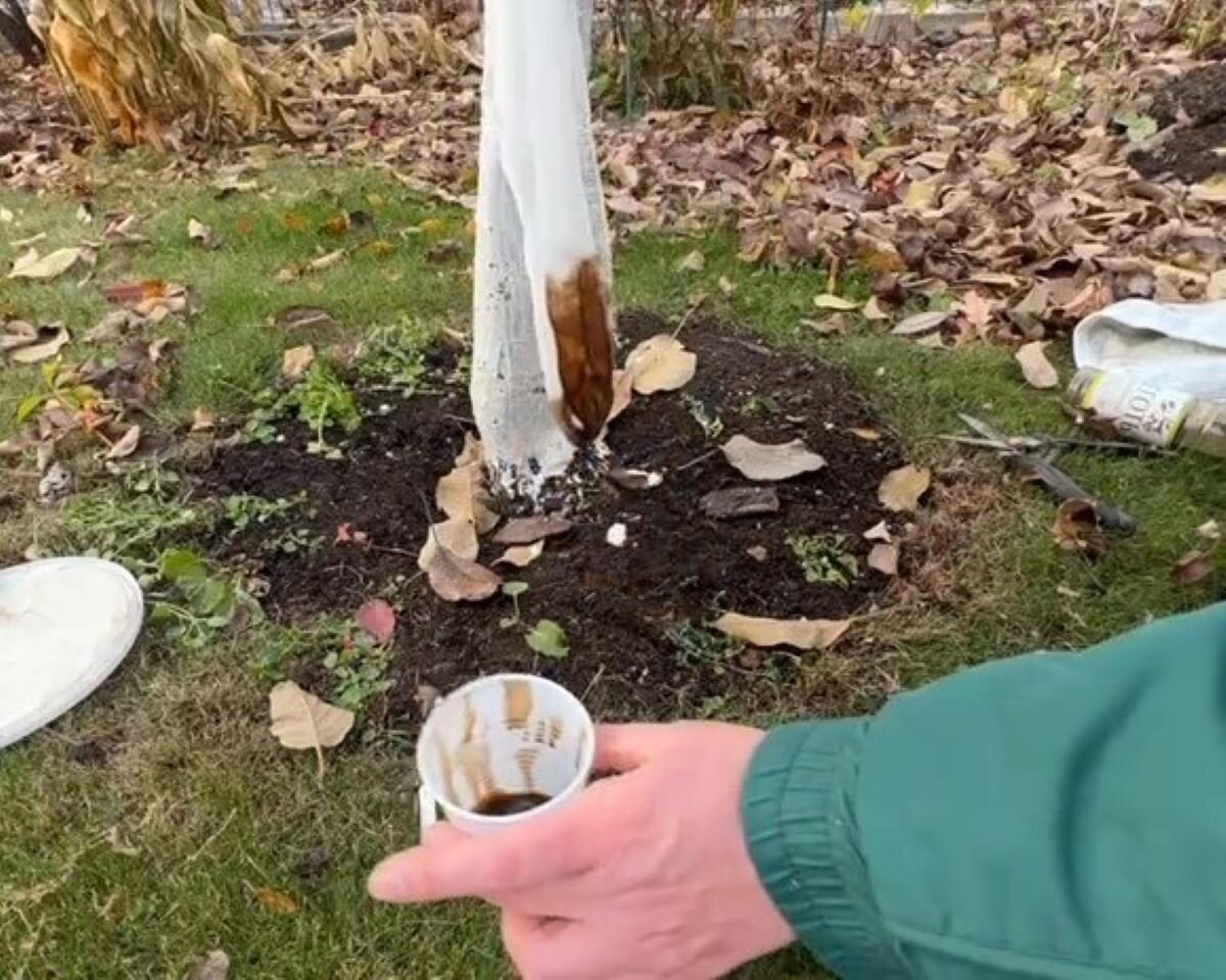 Деготь березовый: применение в саду и от чего лучше воздержаться ...