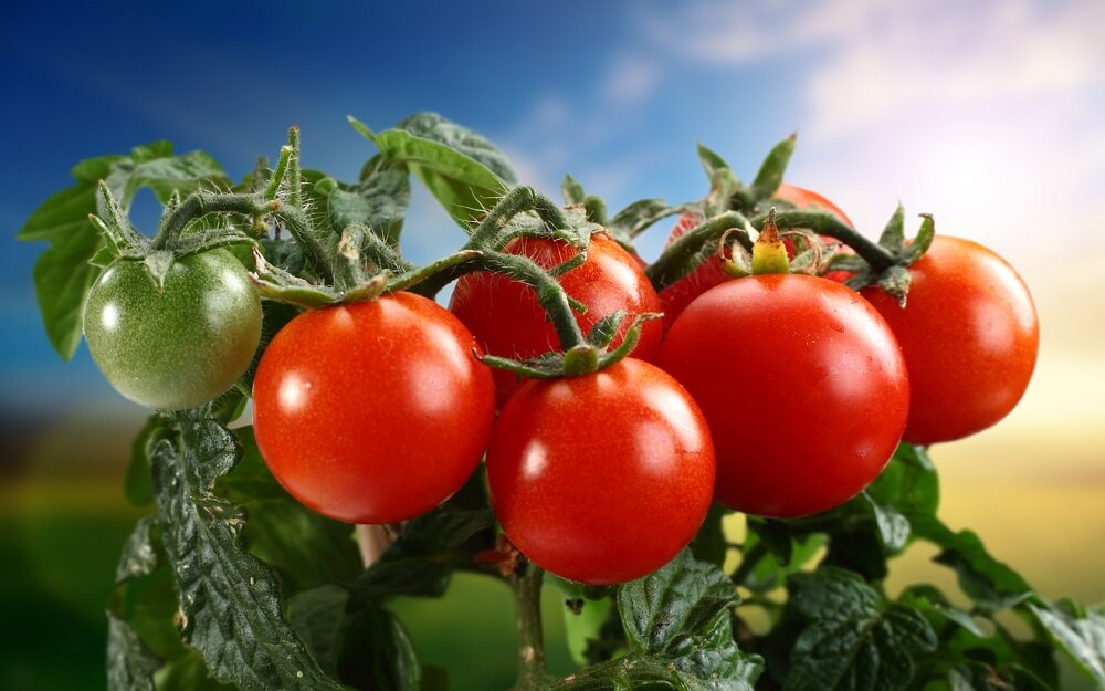 Удобрение и полив томатных растений