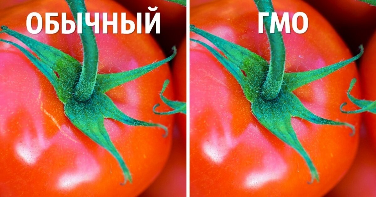 Гмо помидоры. ГМО продукты. ГМО томат. Трансгенные овощи и фрукты.