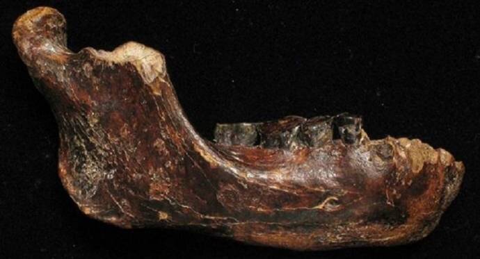 Челюсть из Тайваньского пролива. 450000 - 150000 лет назад