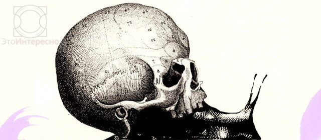 Череп: изображения без лицензионных платежей
