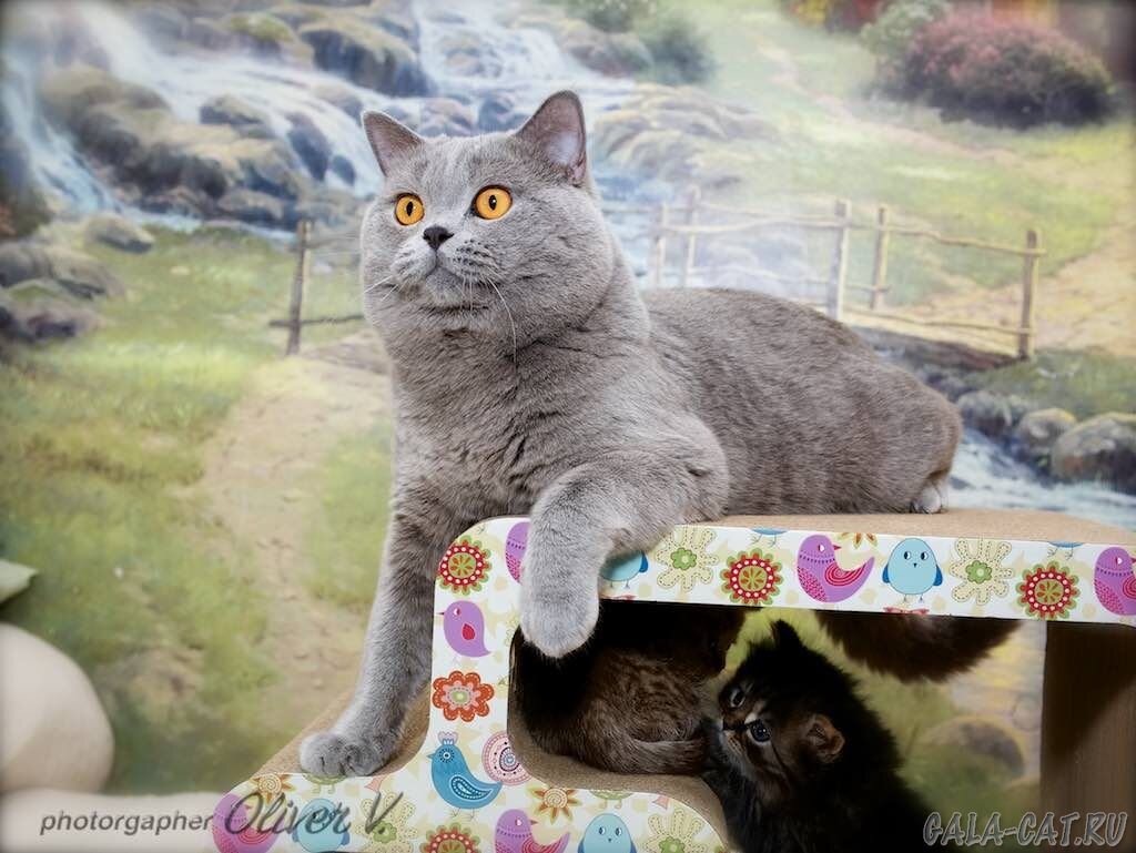 Голубой британский короткошерстный кот Захар - отец этих котят