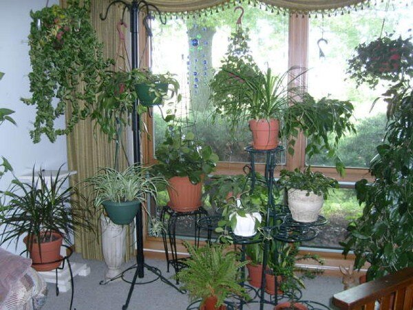 Дорогие друзья  читатели я мнргое узнала о тех цветах которые находятся дома и была удивлена что некоторые мои цветы ядовитые щас  я их  отвела от дётей  но всё  же они 