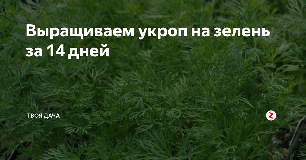 Лук и укроп на подоконнике. Сколько растет укроп на зелень. Выращивание укропа. Зелень укроп. Сколько растет укроп на зелень.