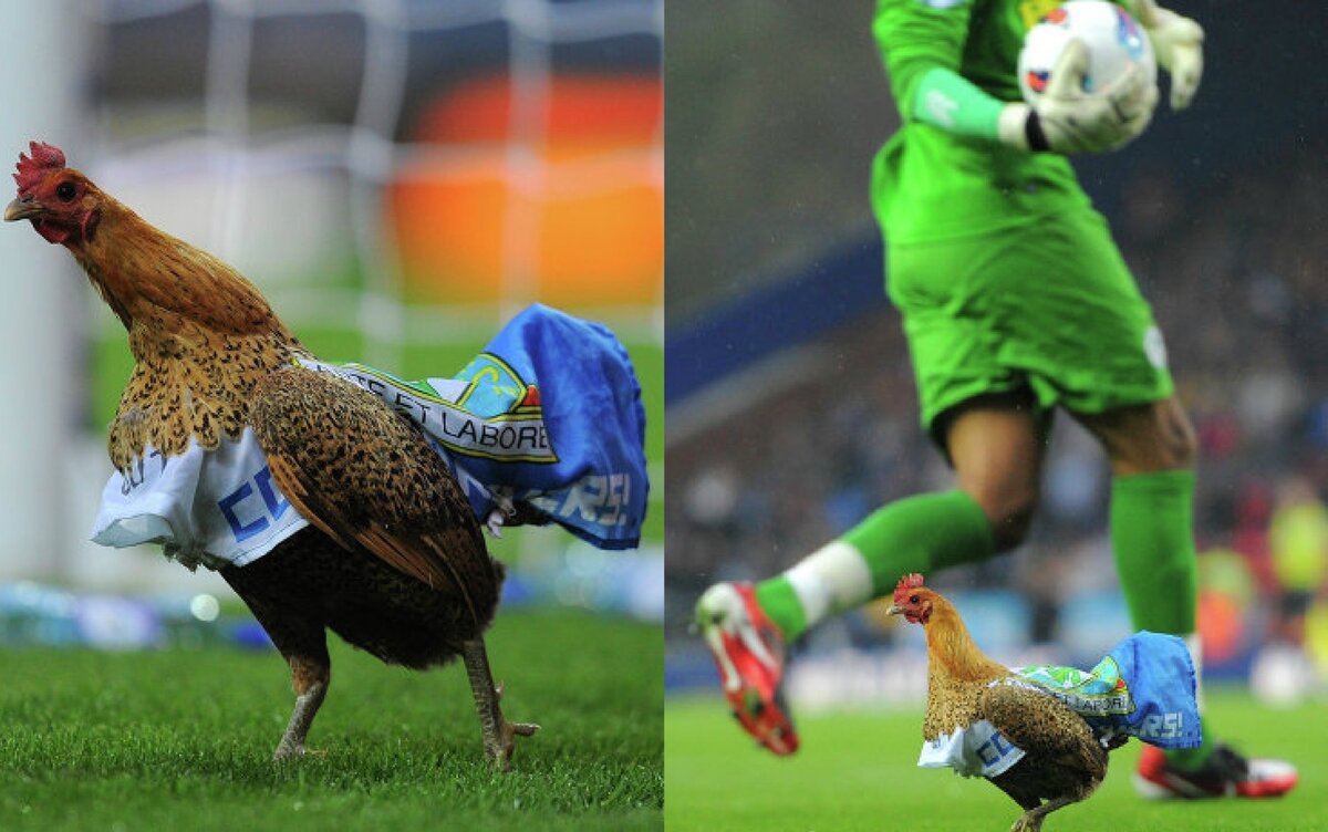 Необычные зрители на футбольных матчах