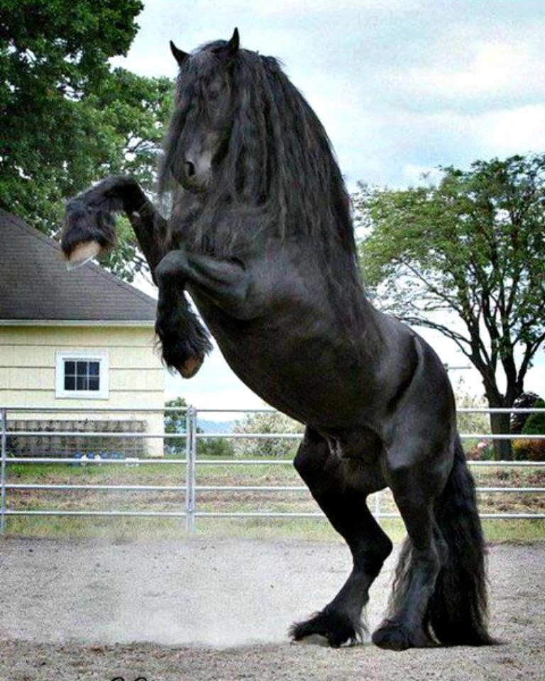 Без фризов. Фриз Фризская лошадь. Фризская лошадь черная Жемчужина. Фризская лошадь тяжеловоз. Фризская лошадь масти.