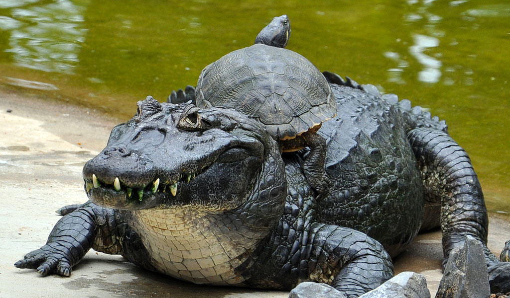 Крокодил самый опасный речной. Черный Кайман крокодил. Амазонский Кайман. Черный Кайман Амазонка. Амазонский крокодил Кайман.
