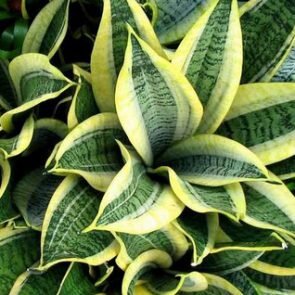 Именно такие, не особо приятные названия стали причиной появления разнообразных отрицательных легенд и поверий, связанных с этим растением. Единственное, что действительно правда, это то, что листья цветка на самом деле сильно напоминают по своему внешнему виду вытянутые языки.